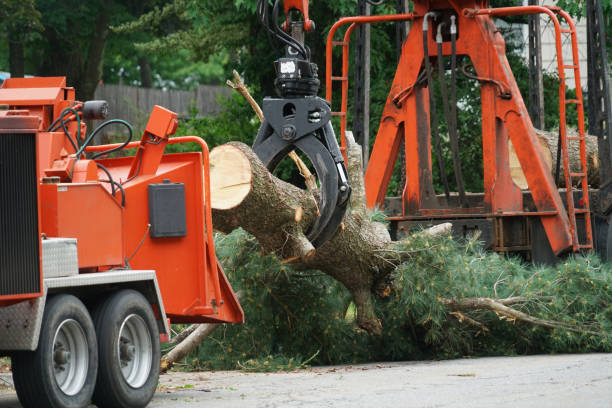 Large Tree Removal in Cabot, AR